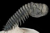 Crotalocephalina Trilobite - Great Detail #39795-3